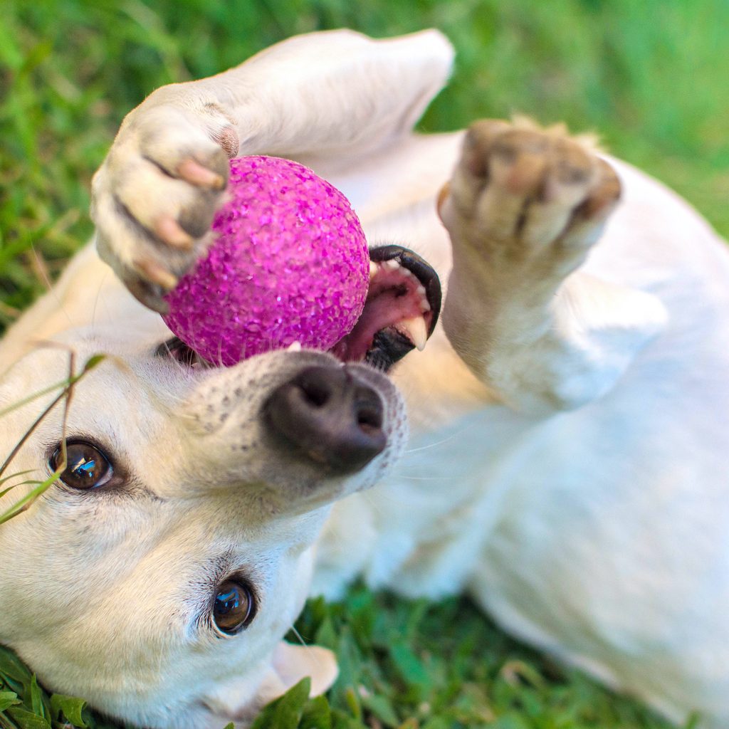 A yellow Labrador retriever lies on their back in the grass and chews on a pink ball