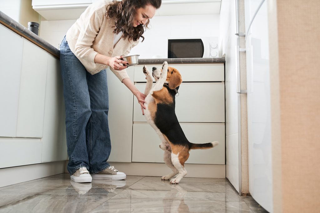A young woman in the kitchen holds a silver dog bowl while her Beagle jumps to beg for food