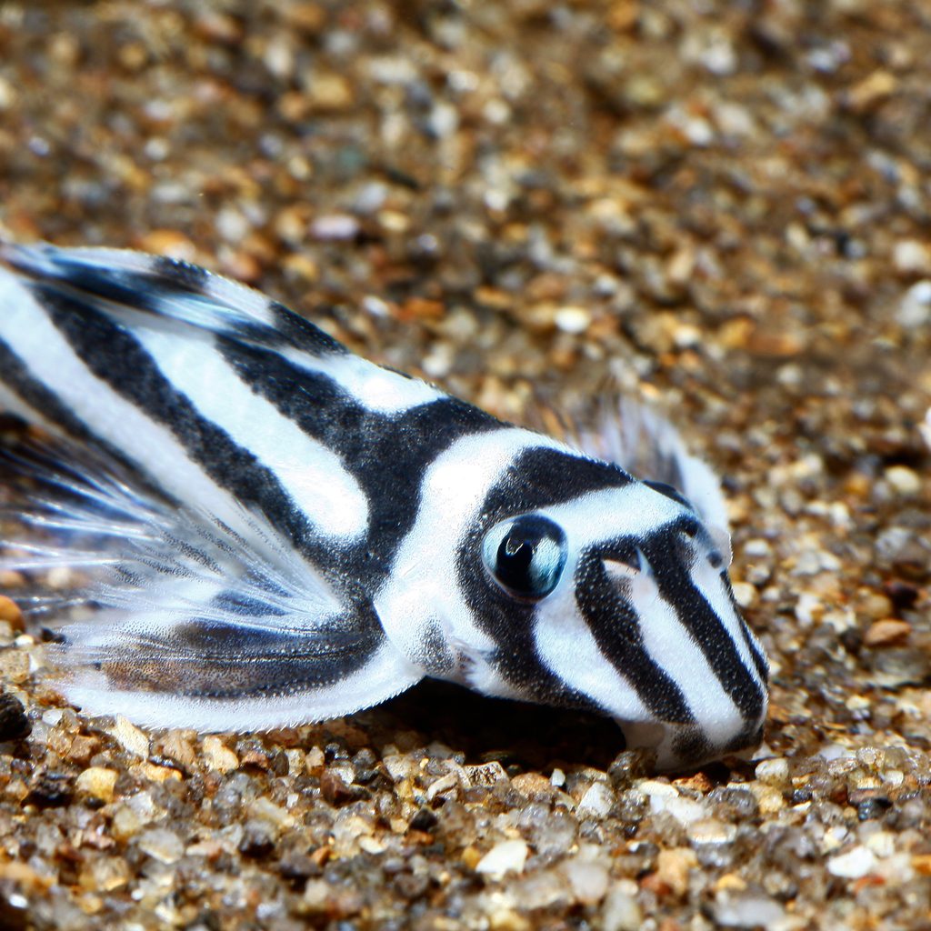 Zebra pleco bottomfeeds in his aquarium