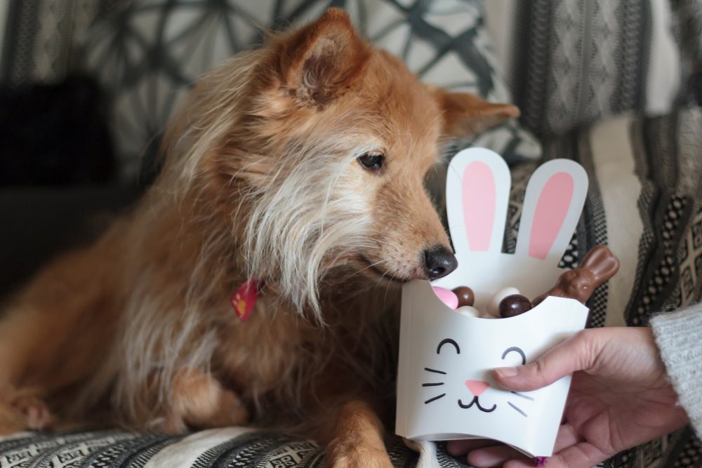 A woman holds a bunny-shaped box of Easter chocolates while her fluffy, beige dog investigates.