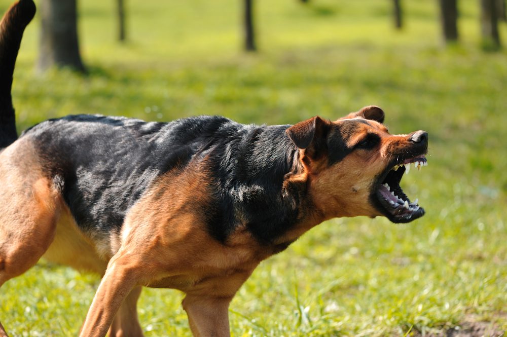 An angry Black and Tan dog bares his teeth in a grassy field.