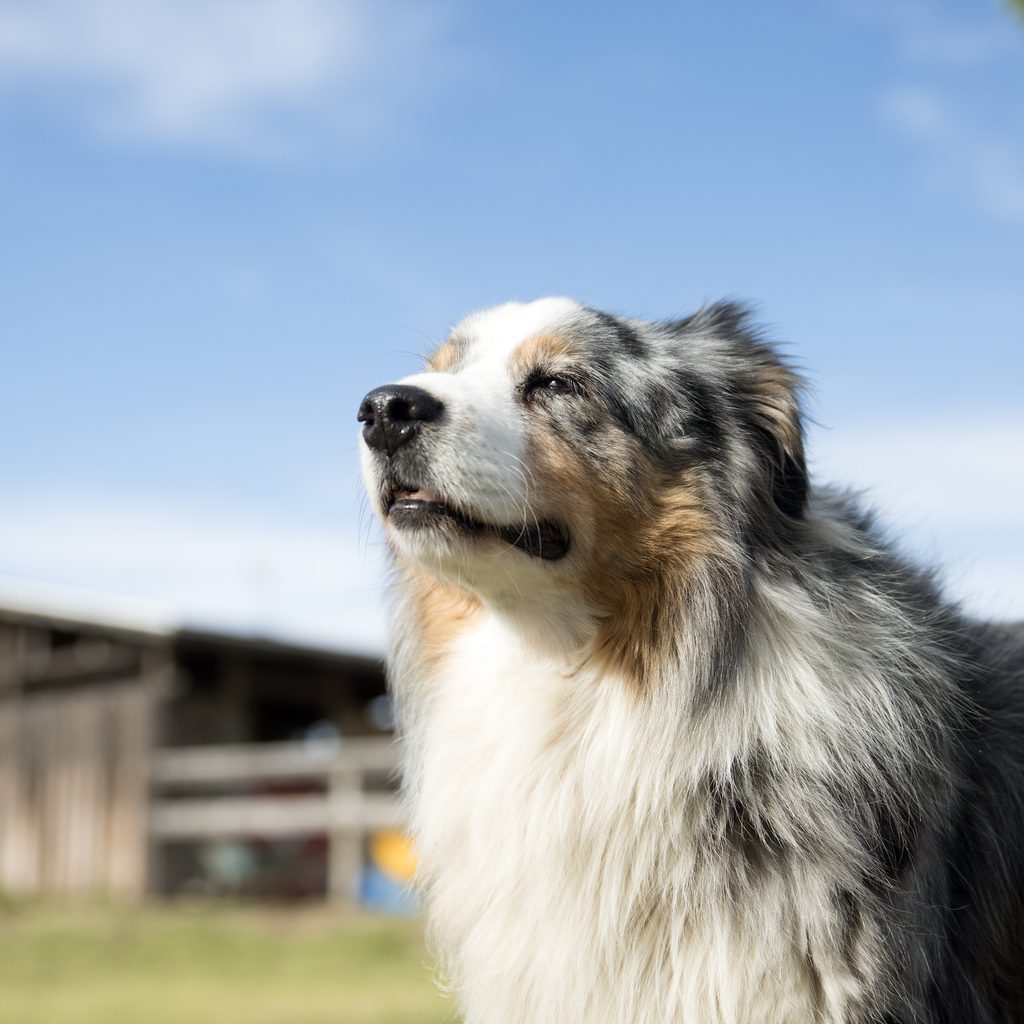An Australian Shepherd stands outdoors, sniffing at the air
