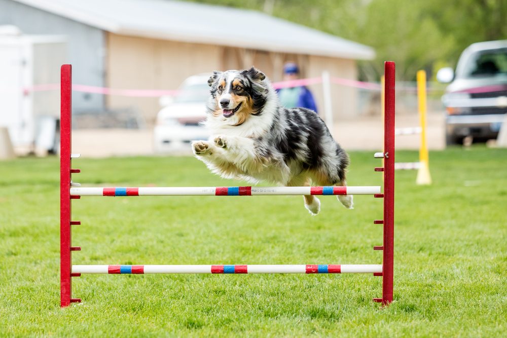 An Australian Shepherd jumps hurdles in an agility competition.