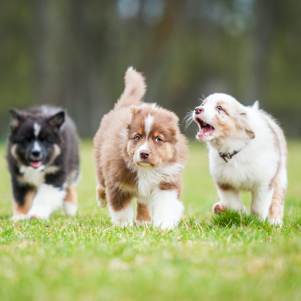 Three Australian shepherd puppies playing outdoors