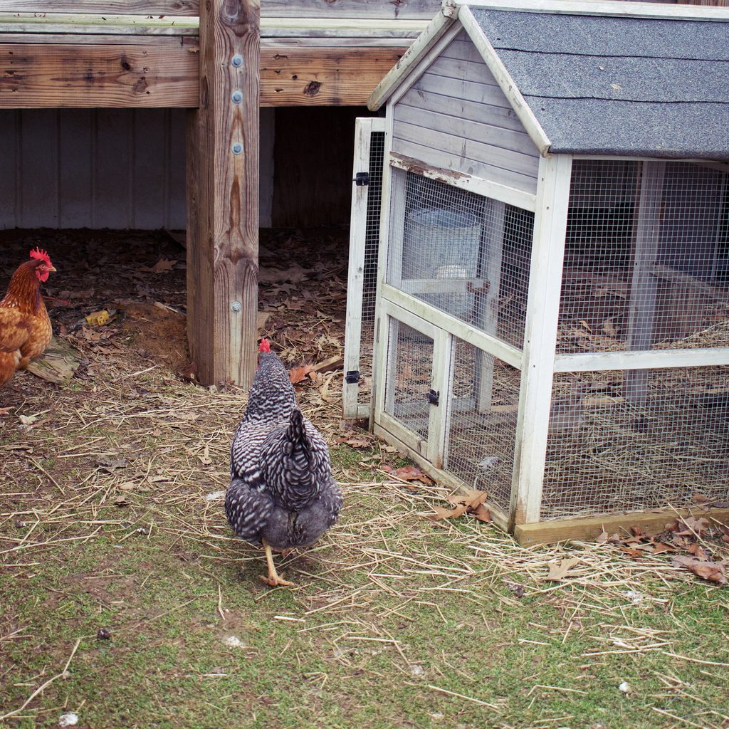 Chickens in their backyard coop