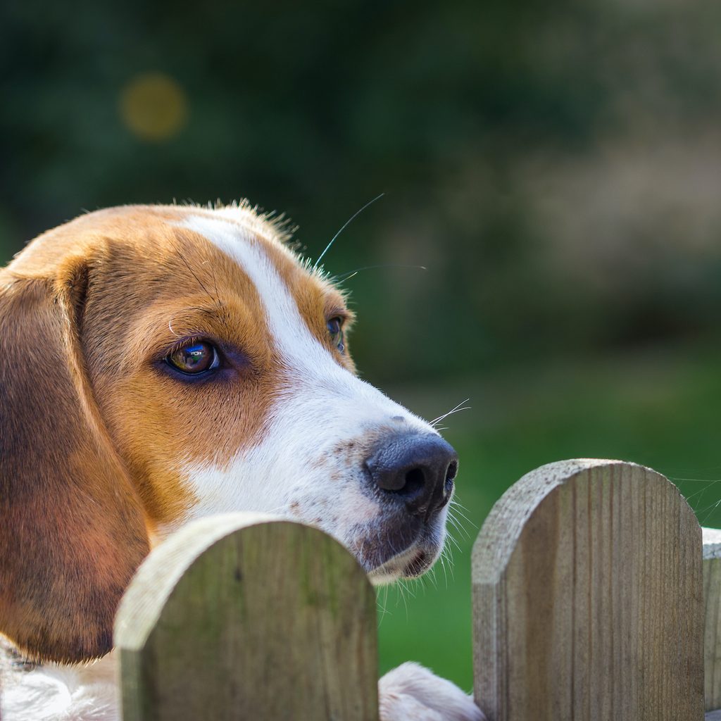 A Beagle peeks over the fence of their yard