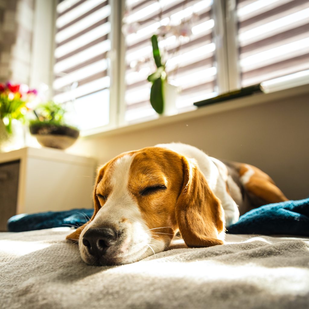 A sleepy Beagle naps on their owner's bed, with sunshine coming through the window