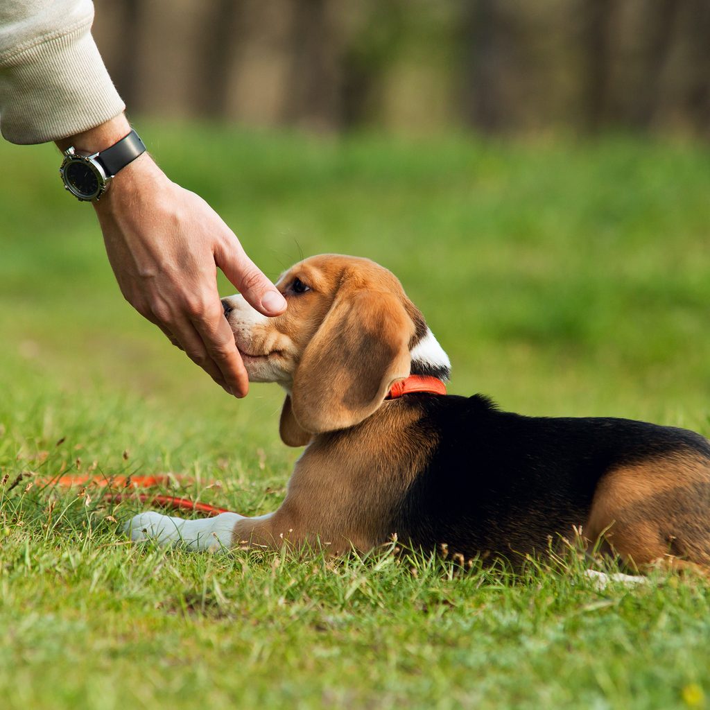 A Beagle puppy lies in the grass and sniffs the hand of someone reaching out