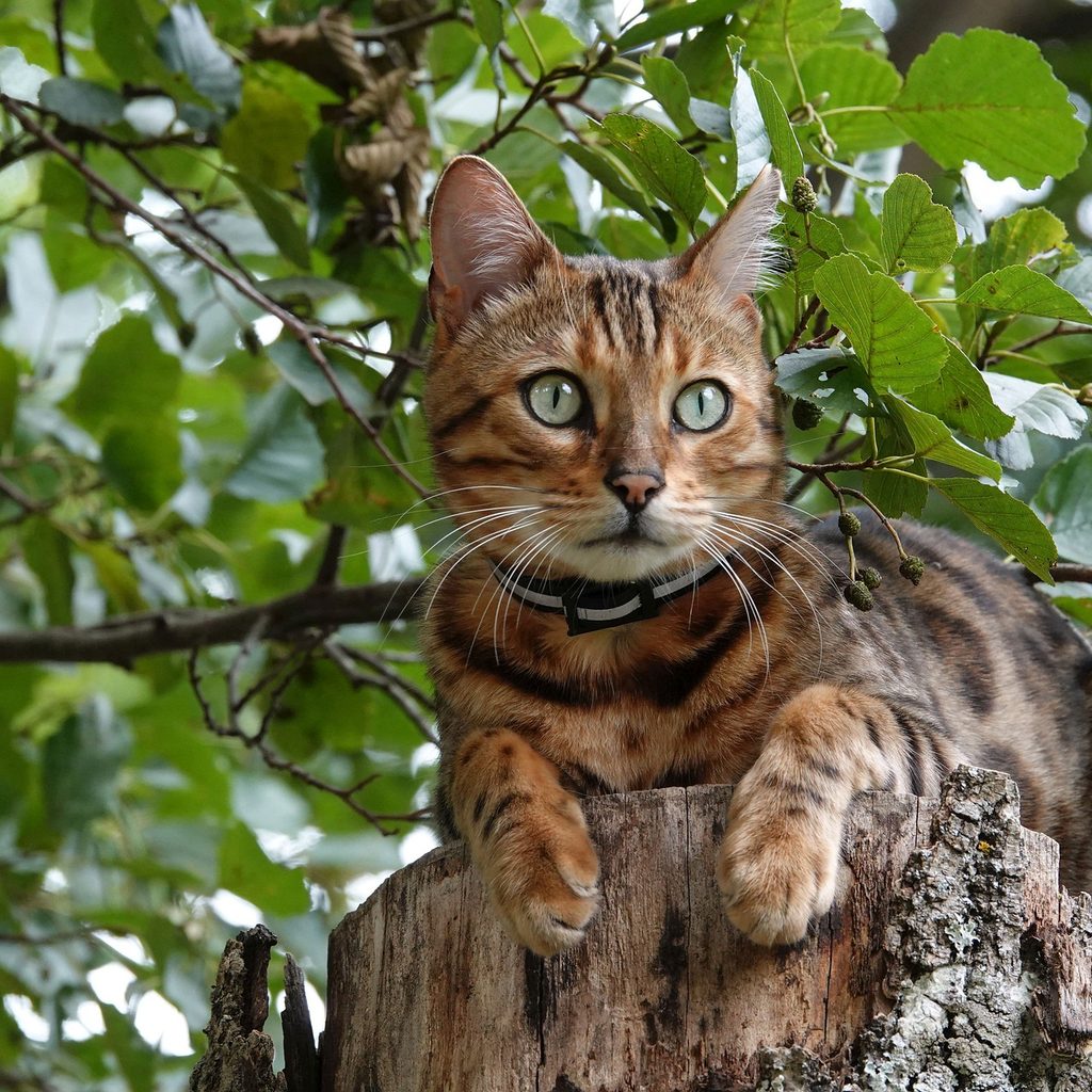 Bengal cat wearing a collar crouched on a tree