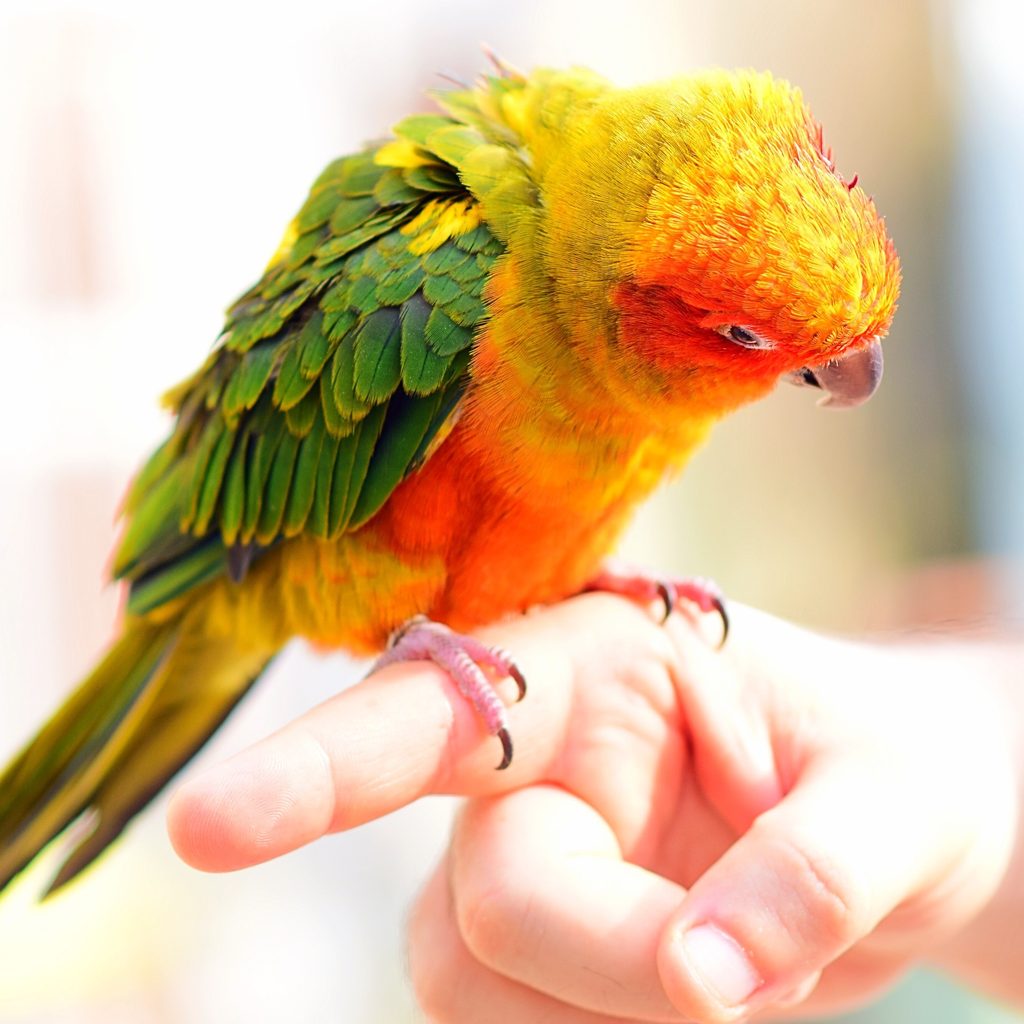 Bird perches on his owner's finger