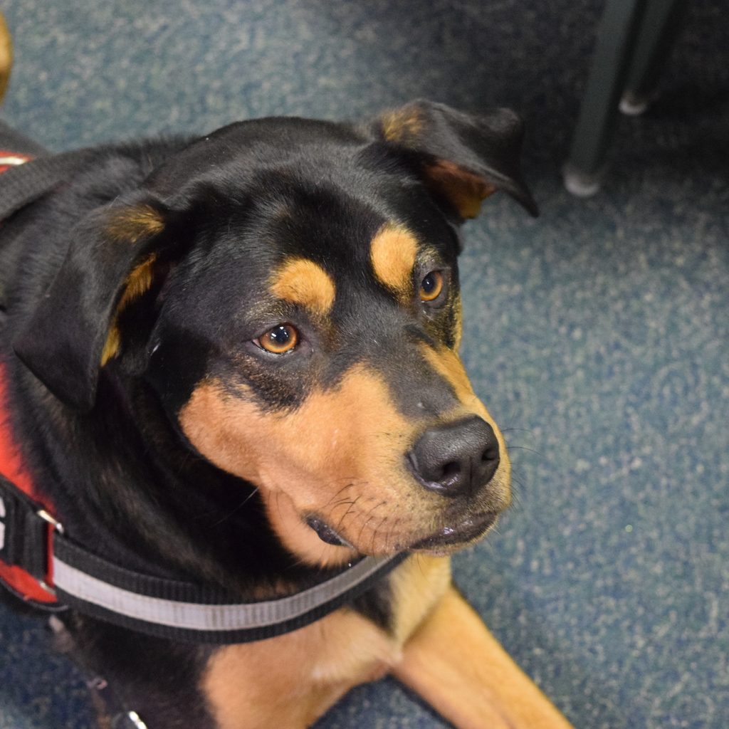 A service dog wearing a red vest rests on the ground