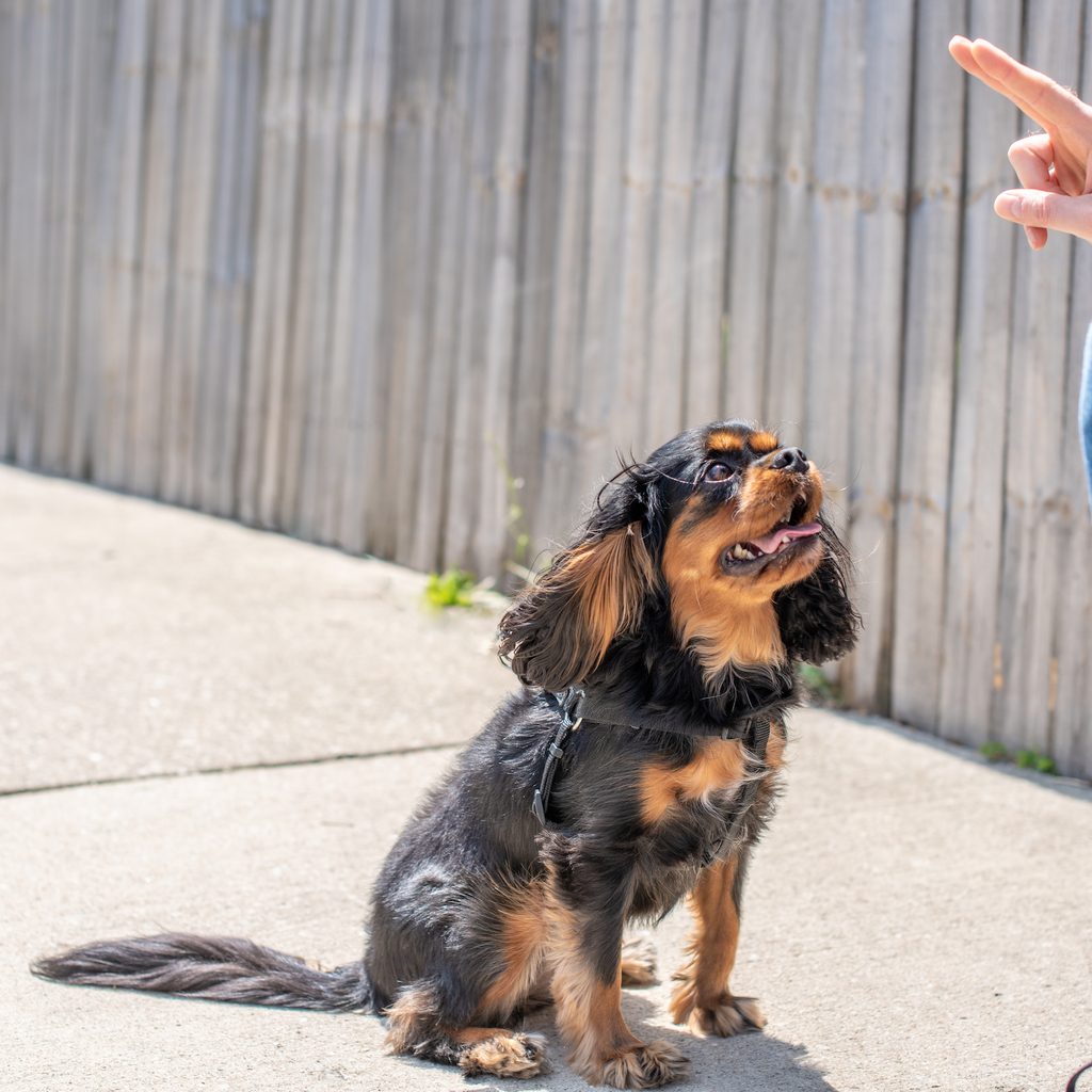 A black and tan Cavalier King Charles Spaniel sits by his owner and follows obedience commands