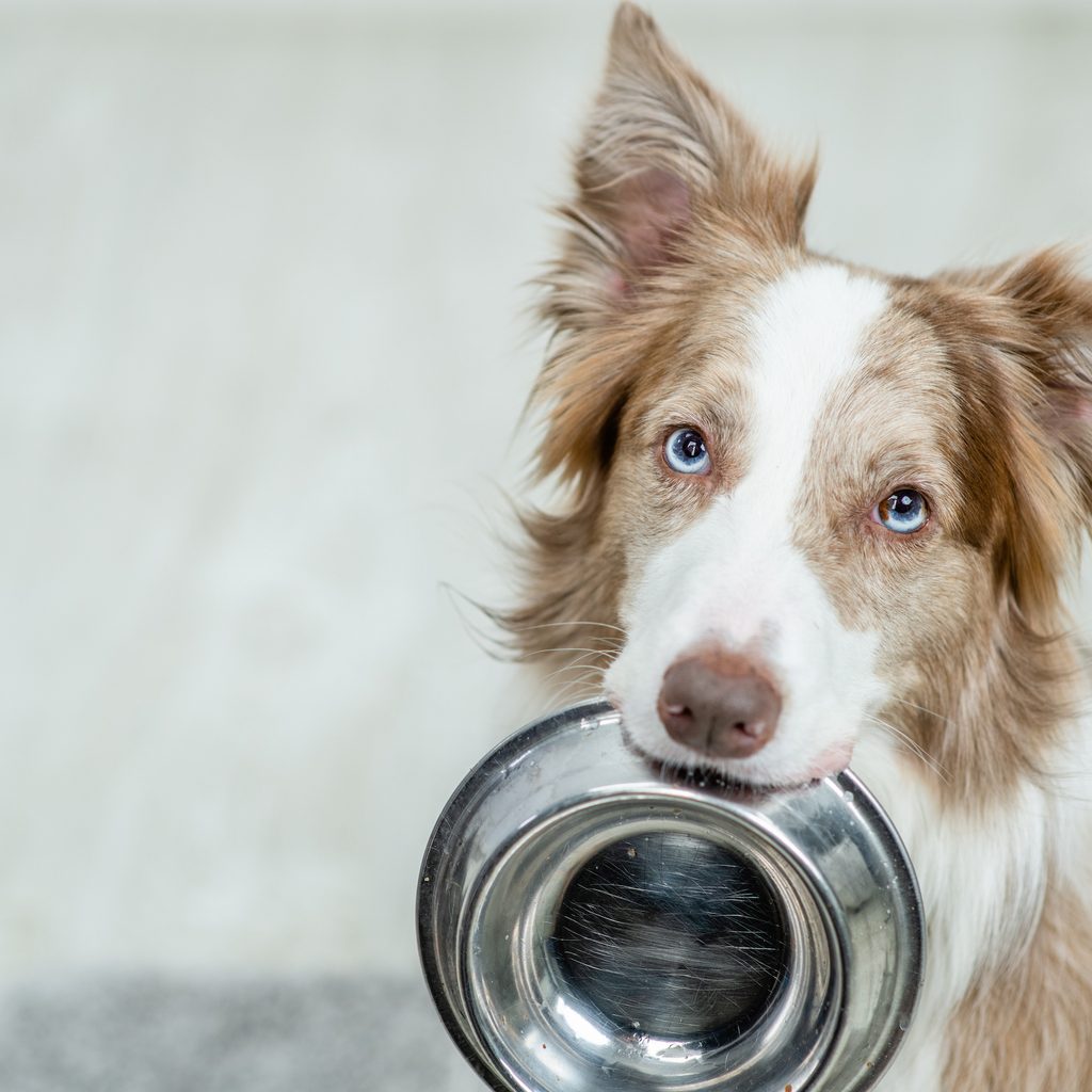 A border collie holds an empty food bowl in their mouth