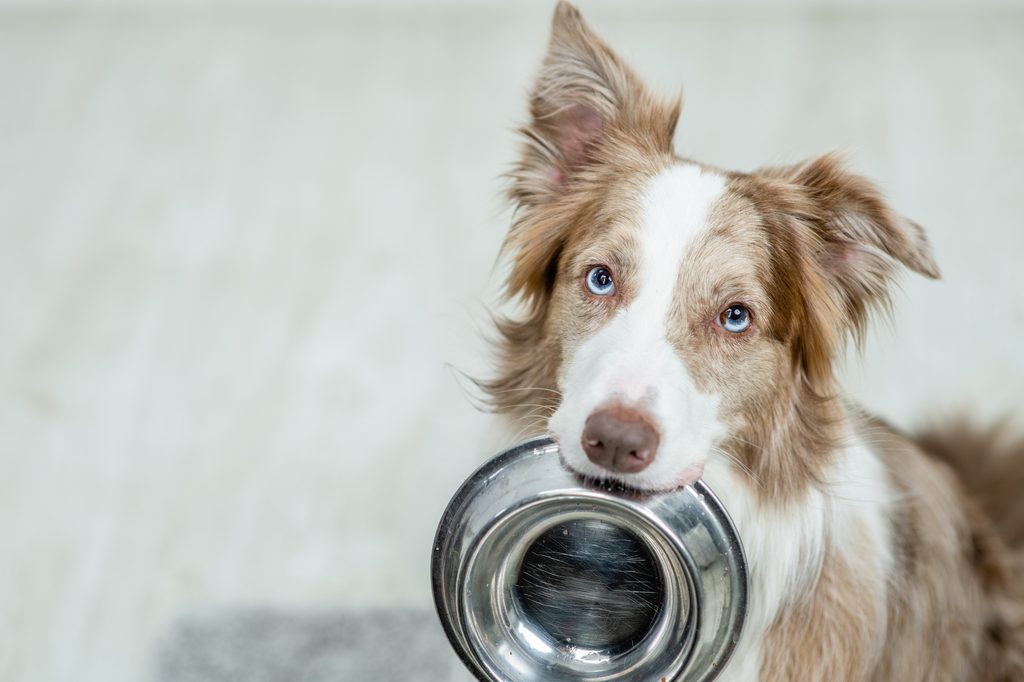 A border collie holds an empty food bowl in their mouth