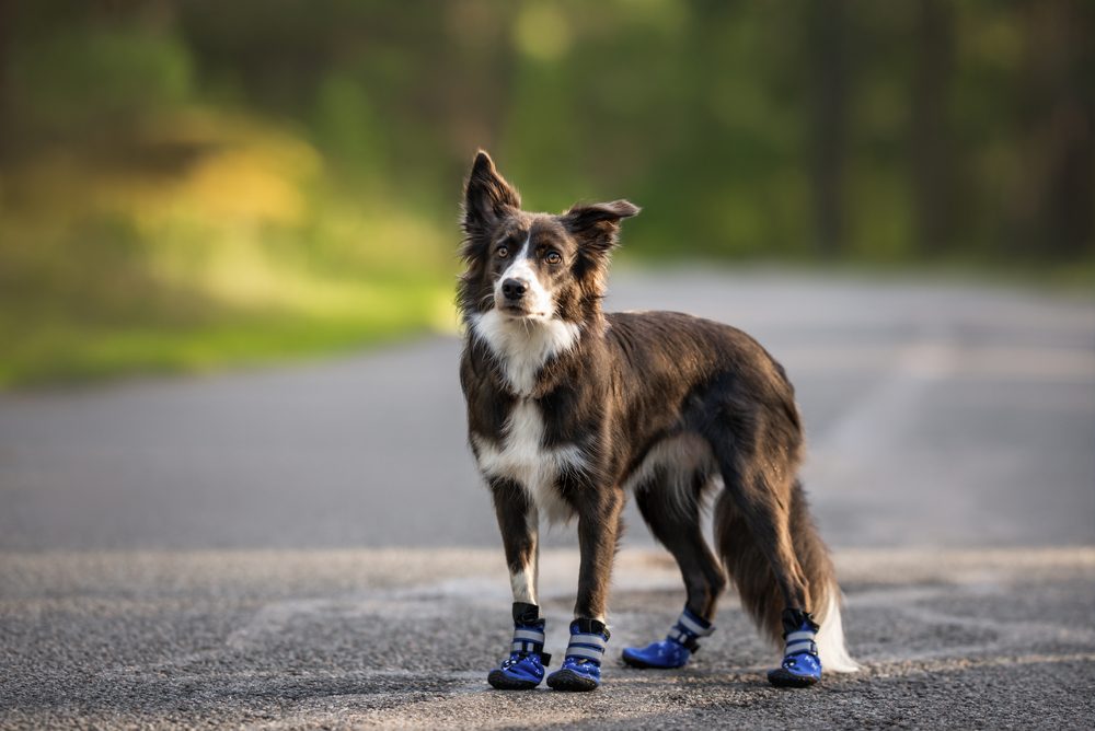 A dark gray and white border collie stands in the road wearing bright blue boots.