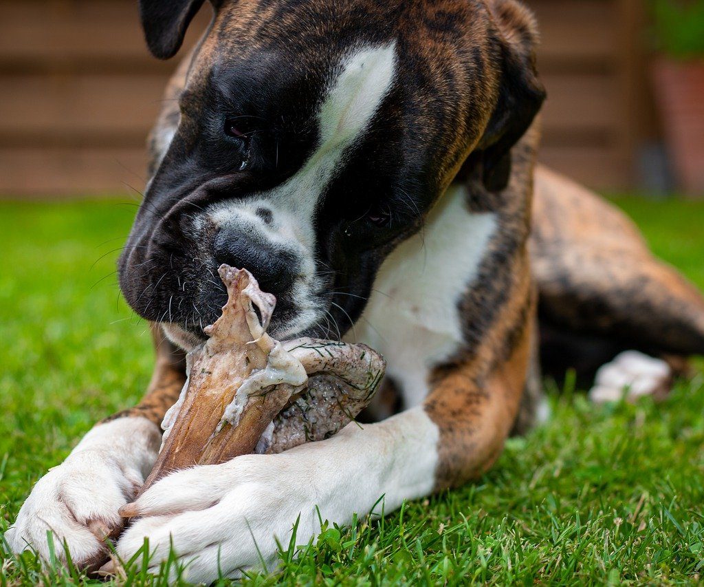 A closeup shot of a German Boxer gnawing on a dog chew in the grass.