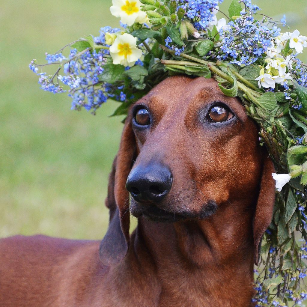 A Dachshund stands still with a flower crown on her head