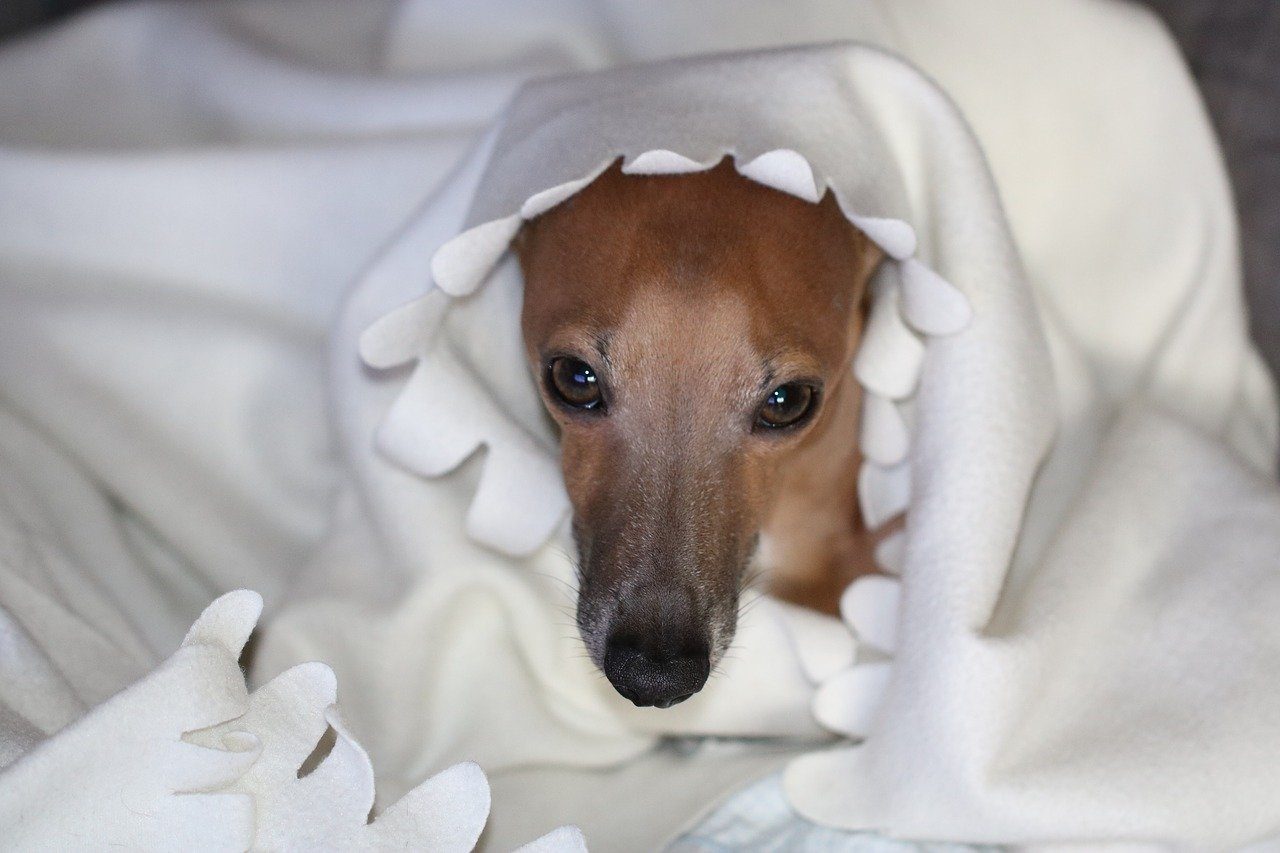 A brown Italian Greyhound bundled up in a white blanket.