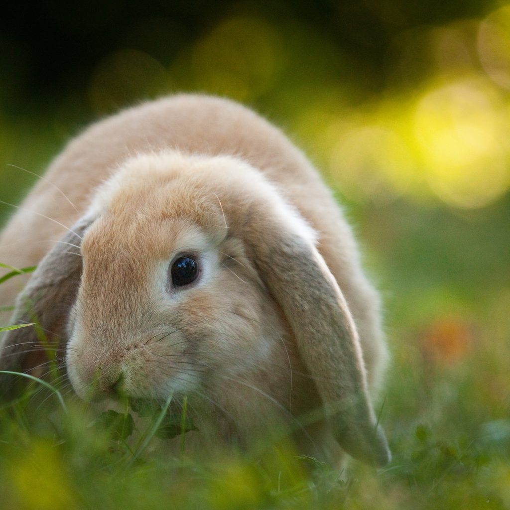 A rabbit sits outside in his yard