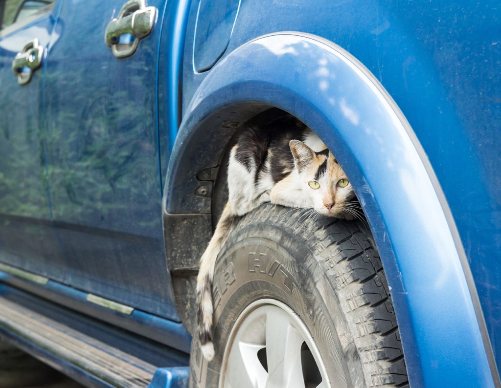 Cat hiding on top of car wheel.