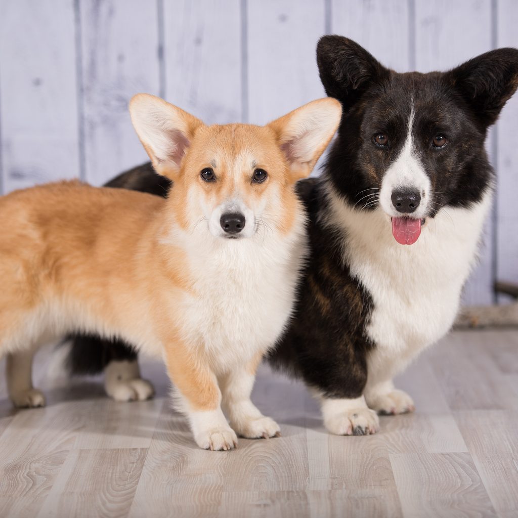 A Cardigan and a Pembroke Welsh Corgi stand next to one another