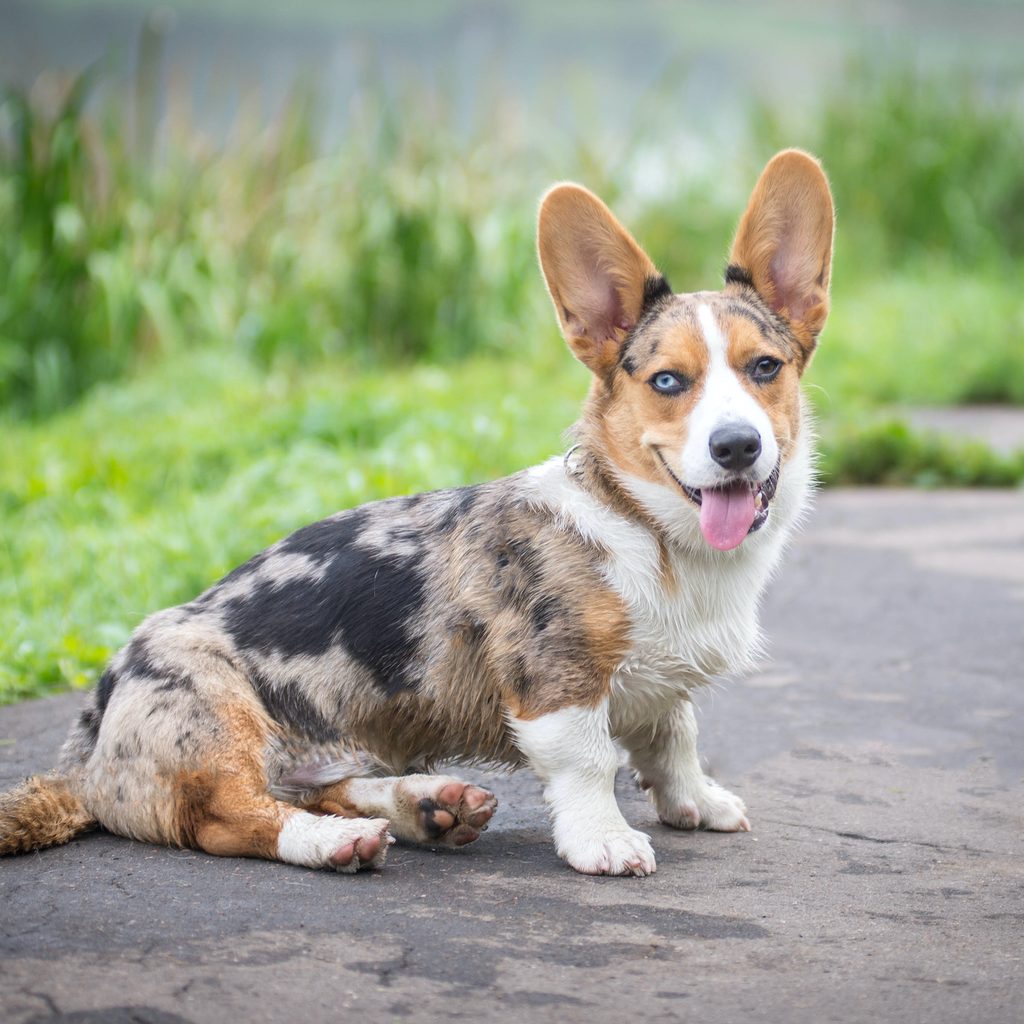 A Cardigan Welsh Corgi stands in a field