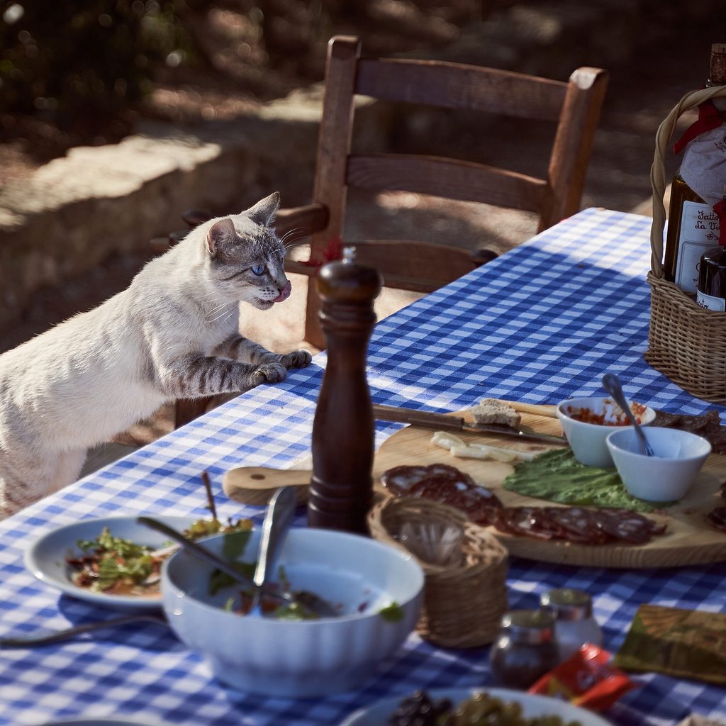Cat climbing up onto a picnic table filled with food