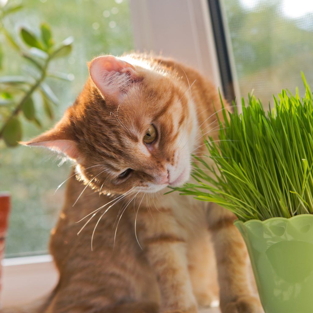 Cat sniffing and munching a vase of fresh catnip