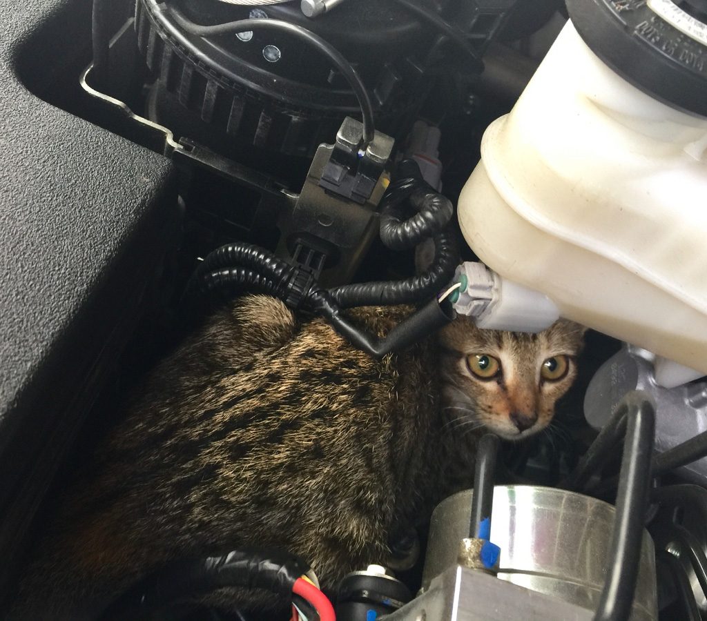 Cat hiding in engine compartment of car.