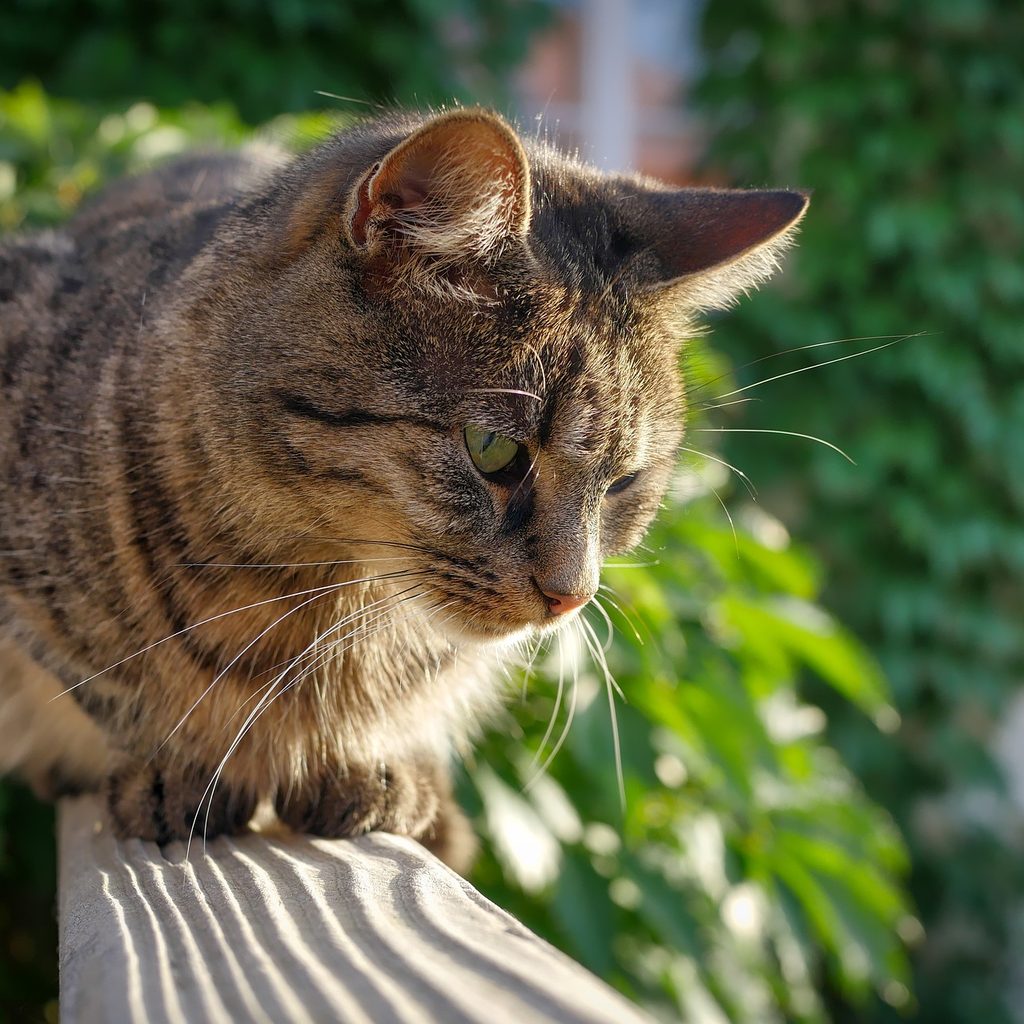 Cat sitting on a sunny balcony railing