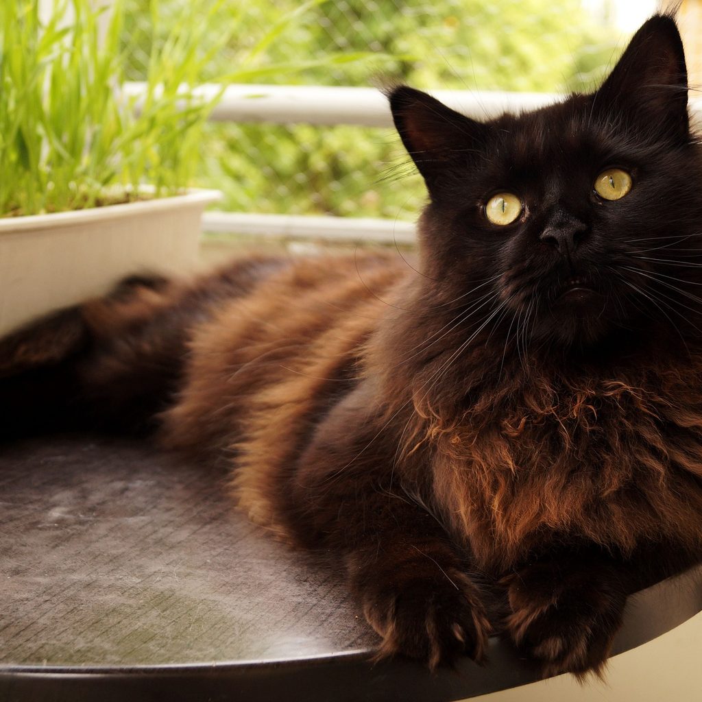 Black cat lying on a table with plants on a balcony