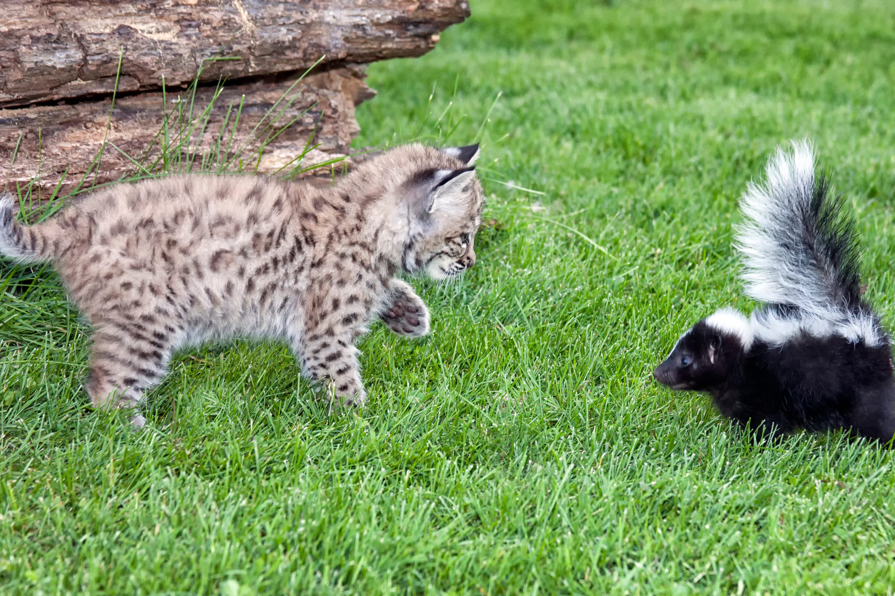 Bob cat and skunk meet in the yard