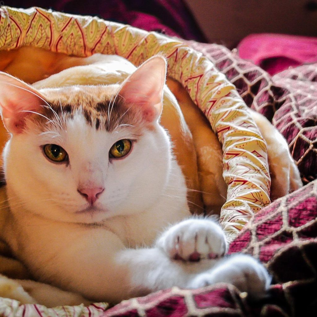 Relaxed cat sleeping in a cat bed