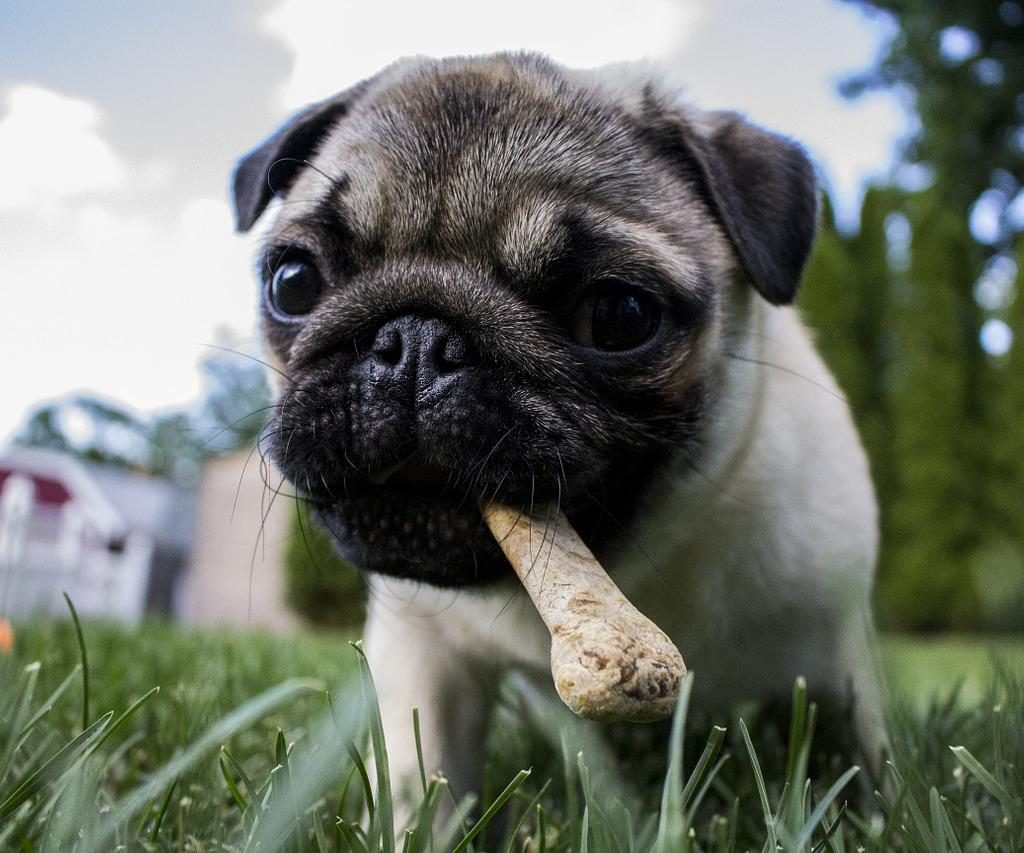 A close-up shot of a pug standing in the grass with a bone-shaped treat in his mouth