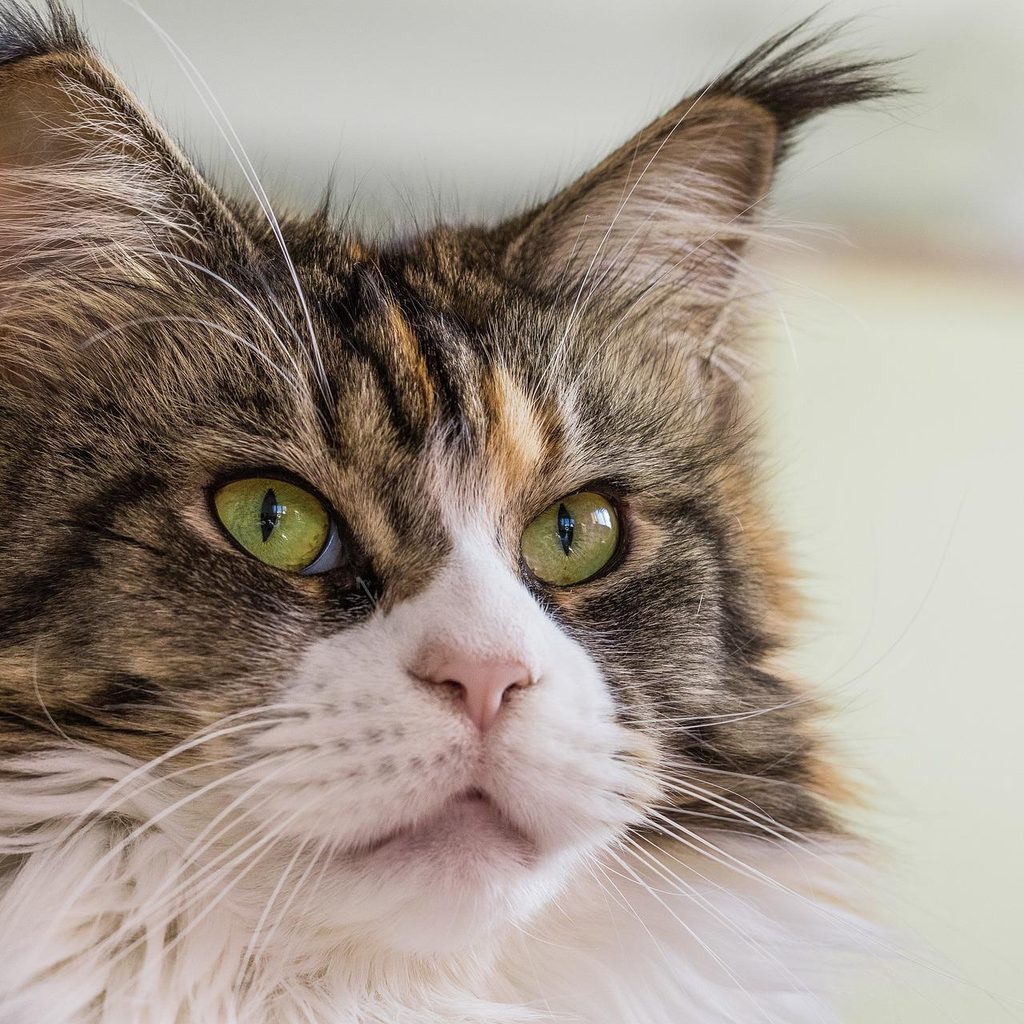 Closeup of a Maine Coon's face
