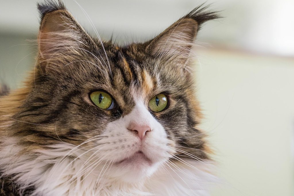 Close-up of a Maine Coon's face