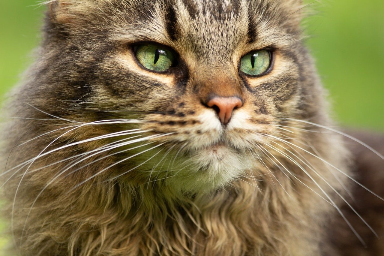 A closeup shot of a brown tabby Maine Coon cat.
