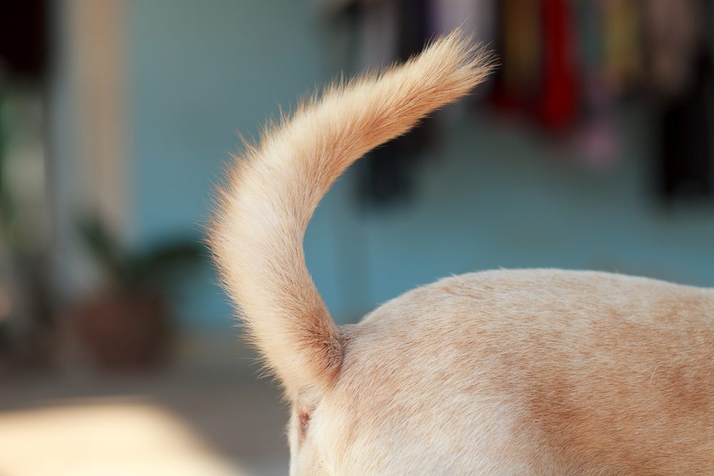 A dog curls his tail up happily