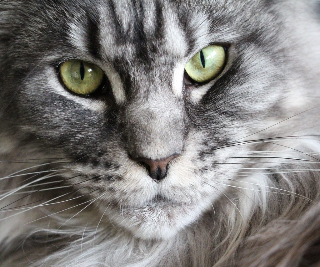 A close-up shot of a gray Maine Coon cat with bright green eyes