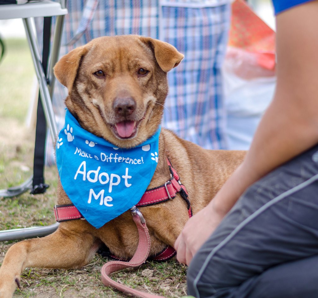 Cute dog wearing an adopt me bandana.
