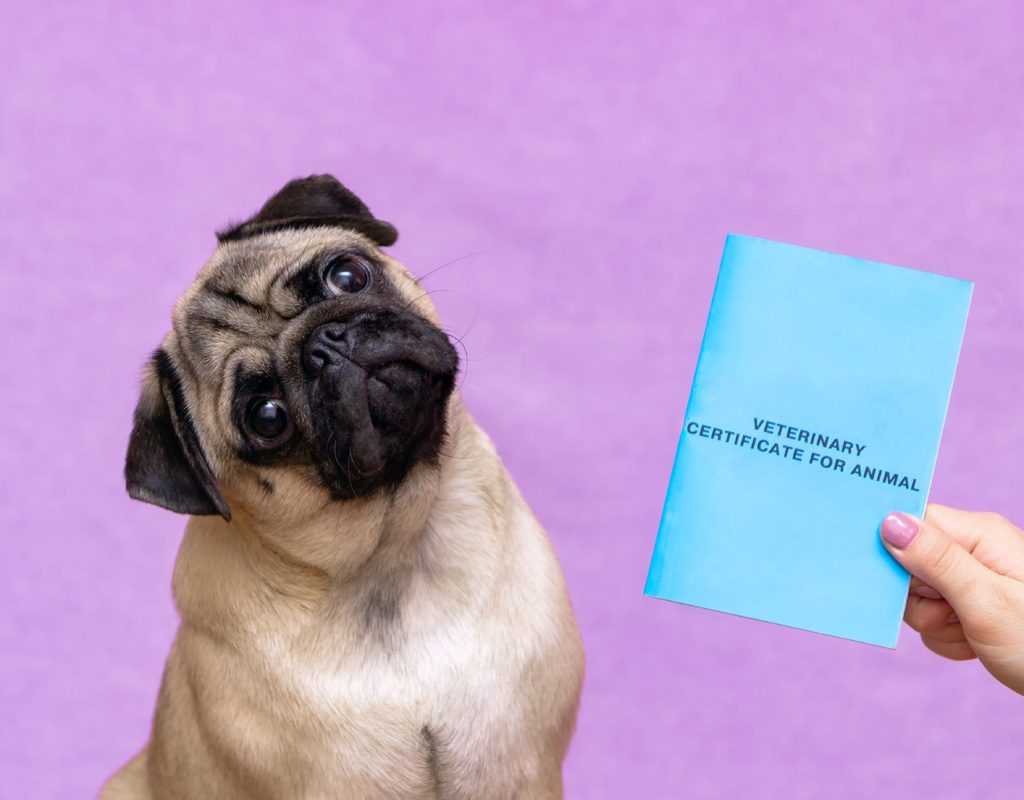 Cute pug with veterinary travel certificate booklet.