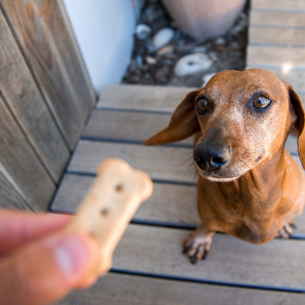A Dachshund sits and waits for a treat that a person holds out