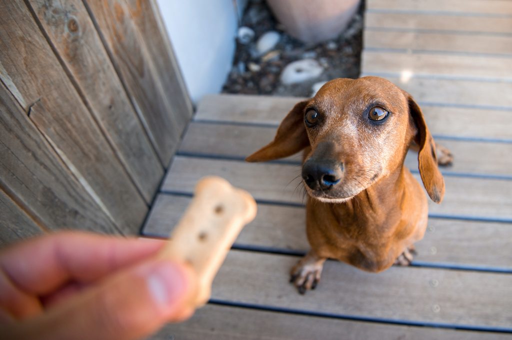 A senior Dachshind dog sits and looks up toward a person holding a bone-shaped treat