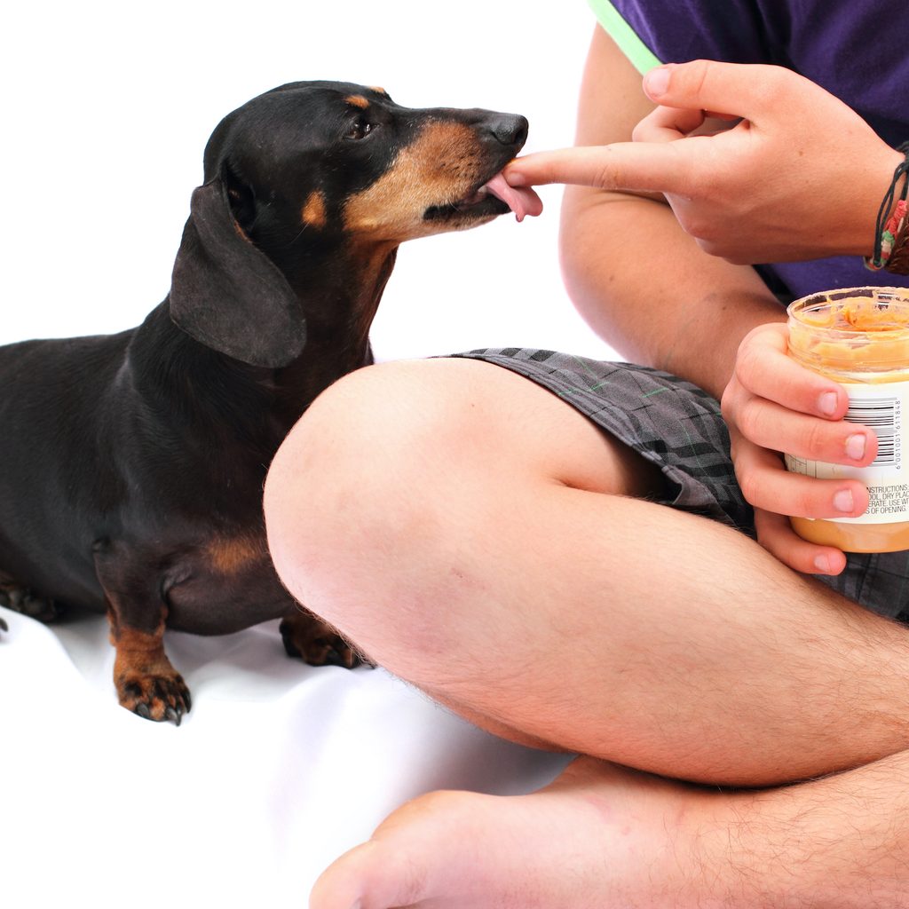 A Dachshund licks peanut butter off the finger of a man sitting cross-legged on the floor