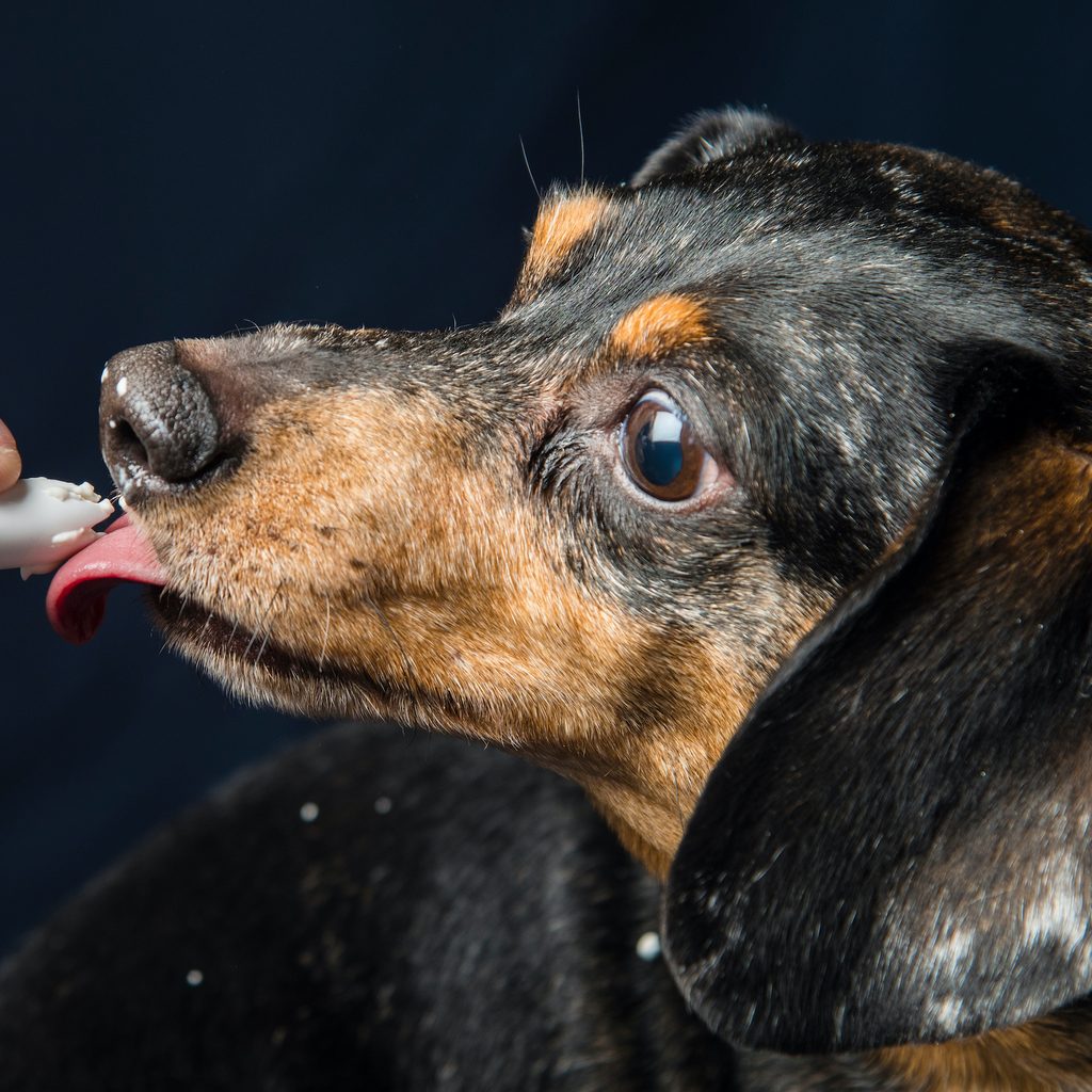 A Ddchshund stands in front of a black background and licks whipped cream from a canister someone holds