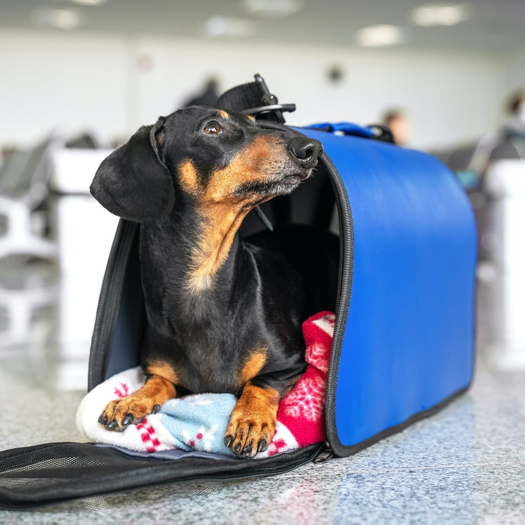 A Dachshund dog rests in their pet carrier at the airport, looking to the side