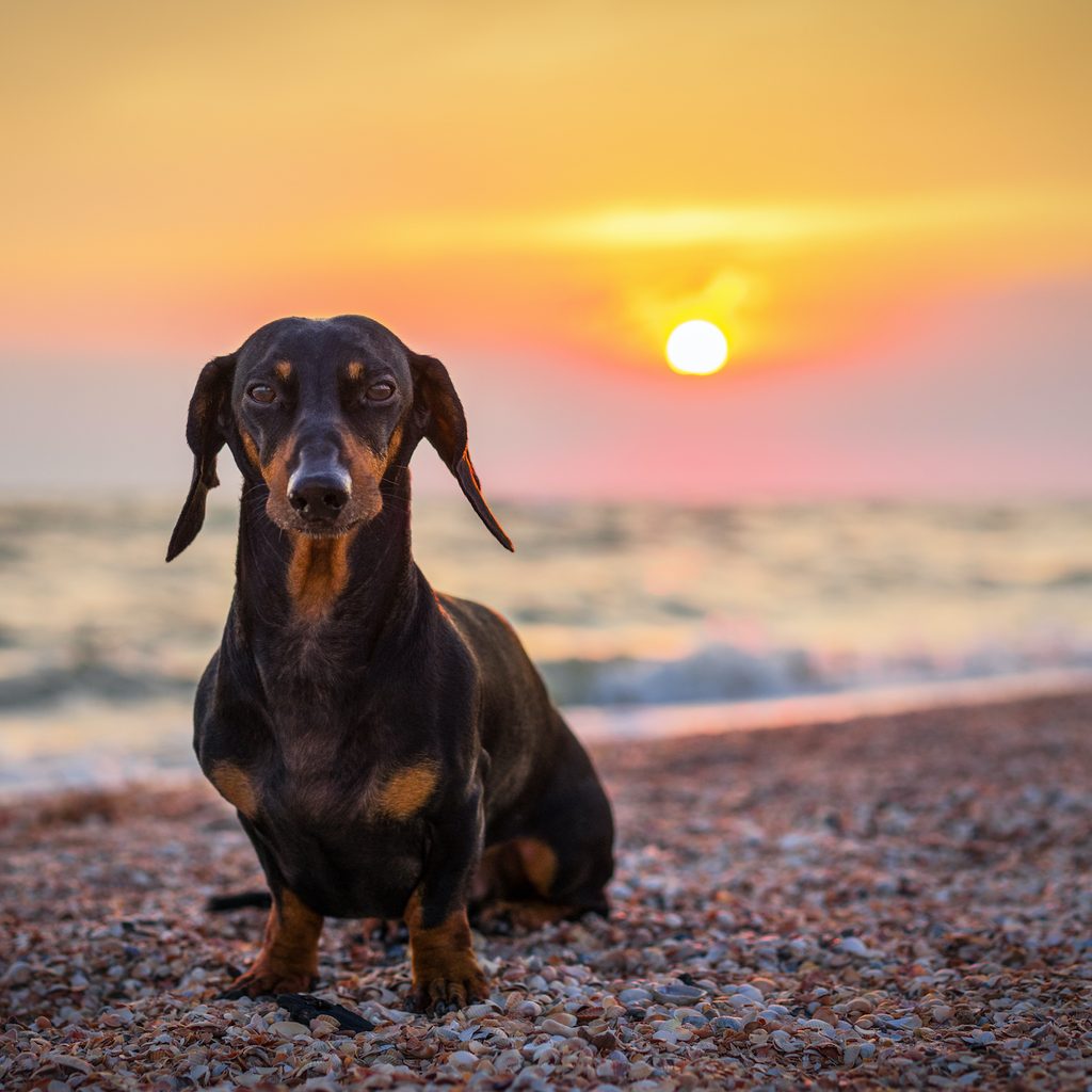 A dachshund sits on the beach in front of a sunset