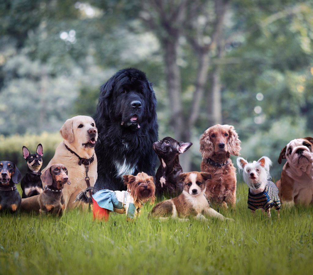 Different dog breeds sitting together