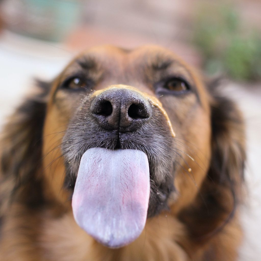 A close up of a dog licking in front of the camera