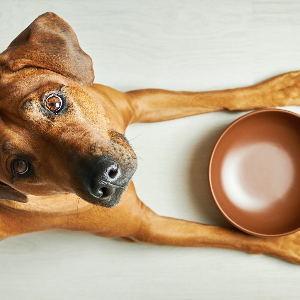 A dog with big brown eyes looks up from an empty food dish in front of them